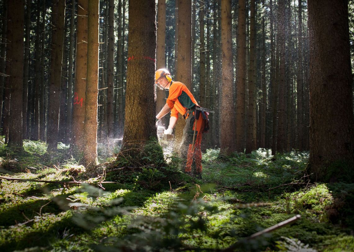 Forstwirtschaft im Bayerischen Wald